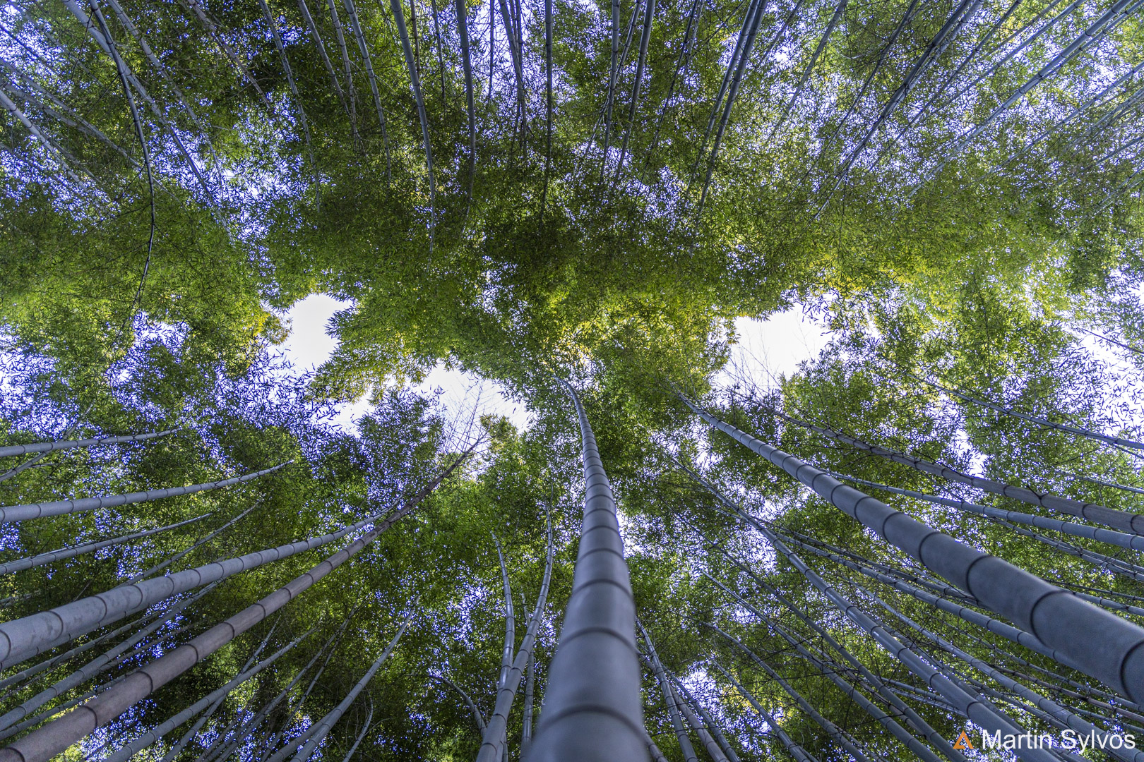 2025 Japon martin sylvos 36